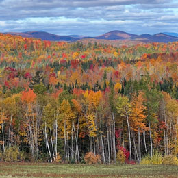 Fall foliage with tress in the background.